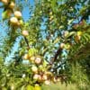 Prunes Mirabelles bio