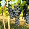 Raisin bio Muscat Bleu Garnier