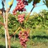 Raisin bio helena