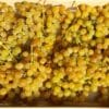 Raisin bio Palatina