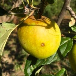 Pomme Saint Germaine de l'Estre bio