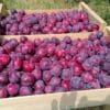 Prunes Héléna en cagette