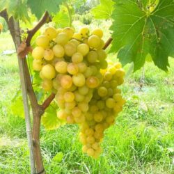 Grappe de raisin de table Fanny sur la vigne