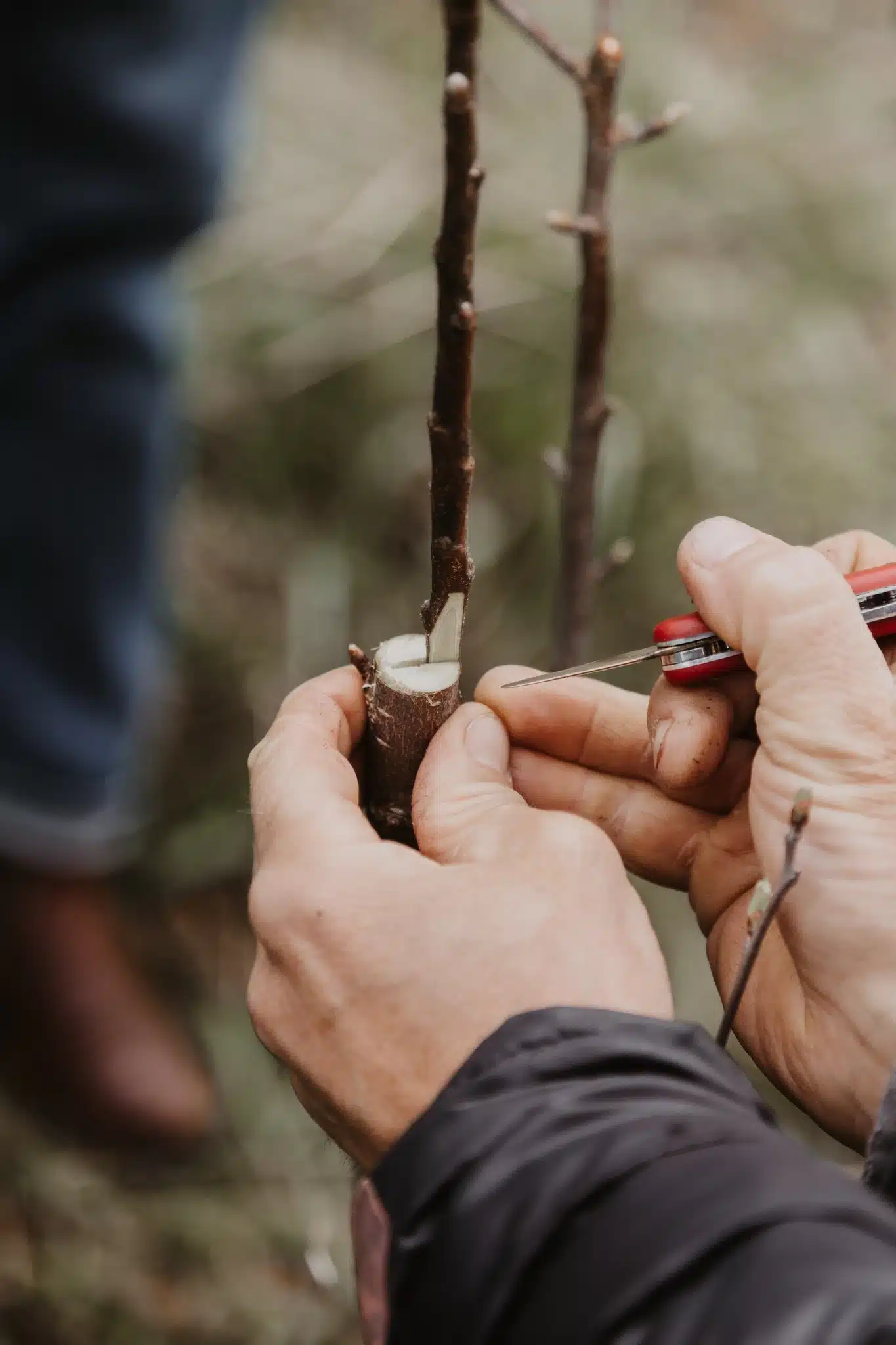 Greffage des arbres fruitiers