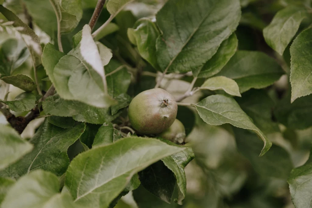 Pomme stade petit fruit