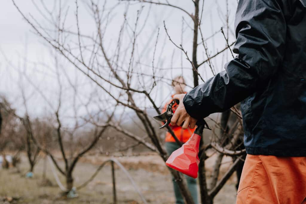 Sécateur et alcool pour désinfecter