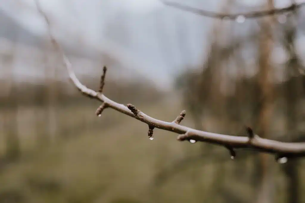 Des beaux bourgeons &agrave; fruits