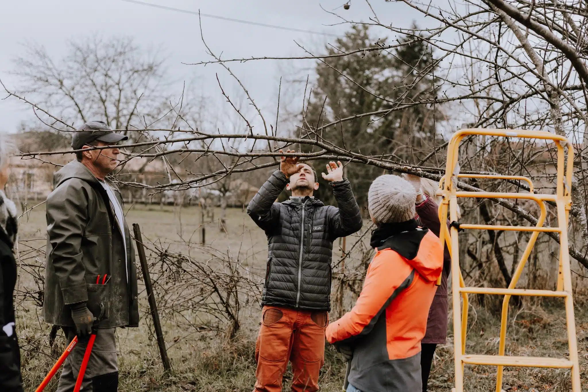 Taille des arbres fruitiers (les bases: th&eacute;orie et pratique)