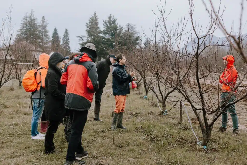 Taille des p&ecirc;chers