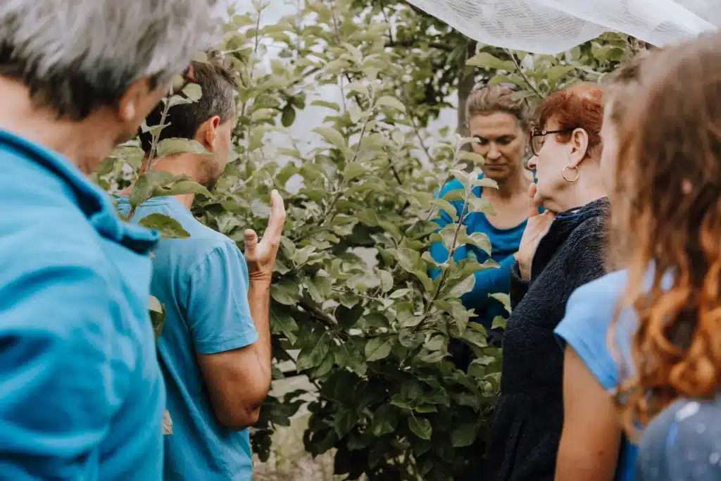 Taille en vert de gourmands sur pommiers