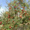 Pommier akane avant récolte