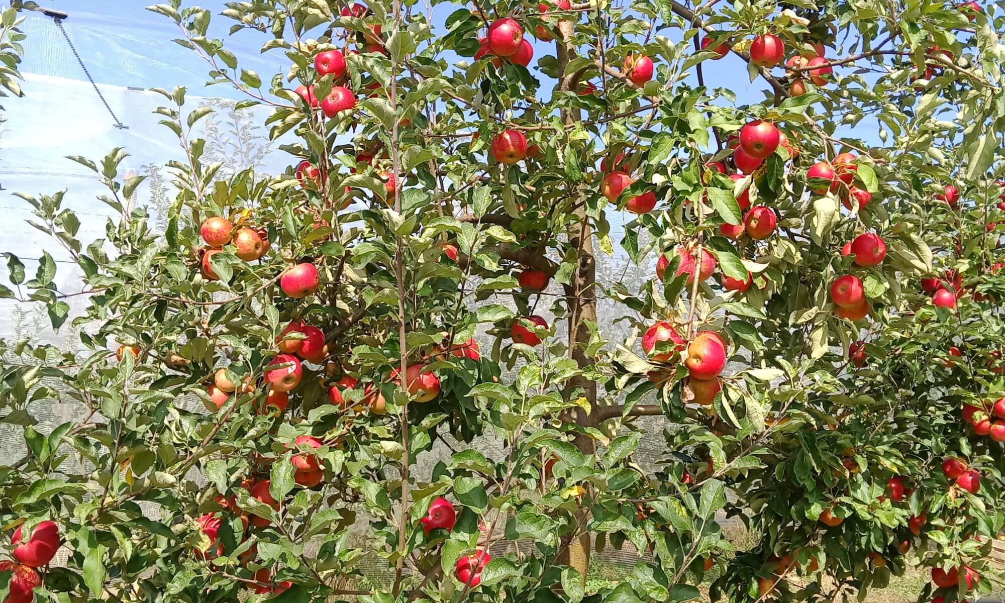 Pommier akane avant récolte