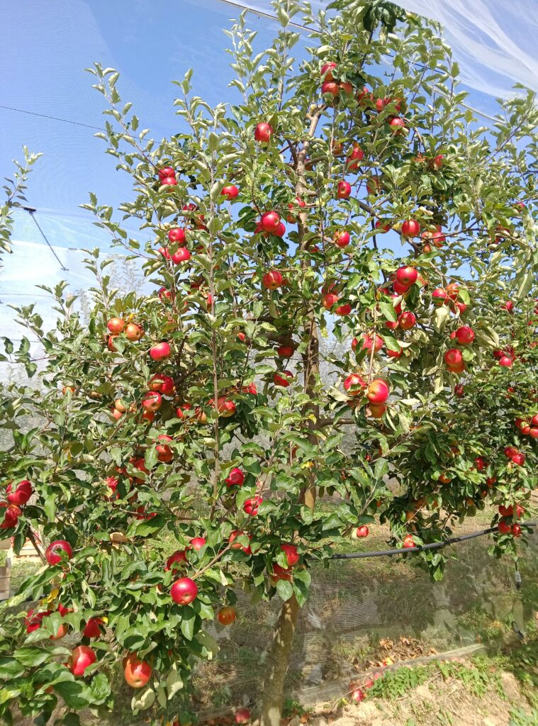 Pommier akane avant récolte