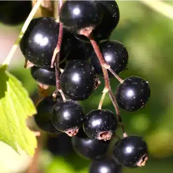 Cassis