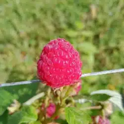 Framboise Héritage