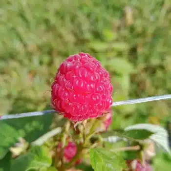Framboise Héritage