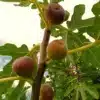 Figues Dorée dans l'arbre