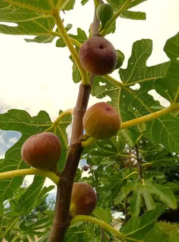Figues Dorée dans l'arbre