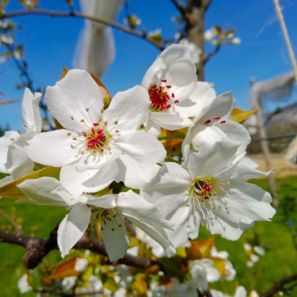 Entretenir ses arbres fruitiers en bio