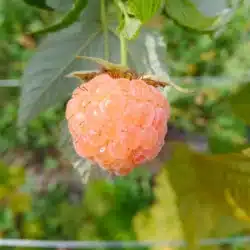 Framboise Jaune Falgold