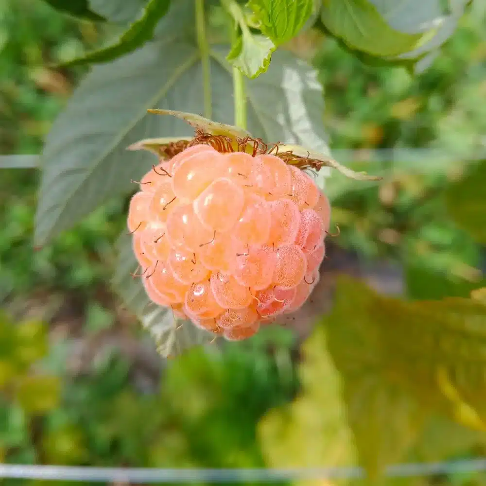 Framboise Jaune Falgold