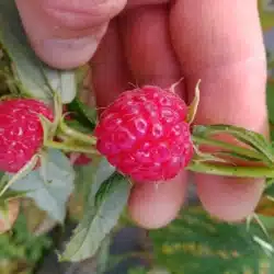 Framboisier Polka