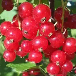 Groseilles Rouges