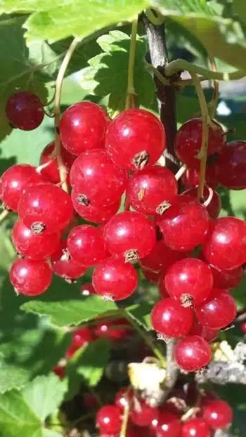 Groseilles Rouges