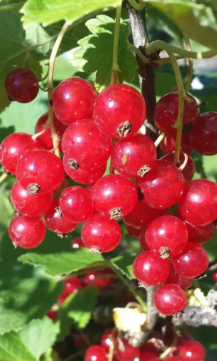 Groseilles Rouges
