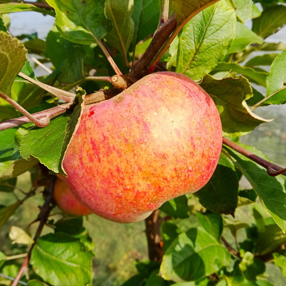 Pomme rose de bouchetière