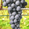 Raisin de table Venus
