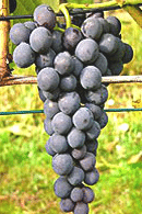 Raisin de table Venus