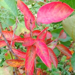 Feuillage rouge Amélanchier