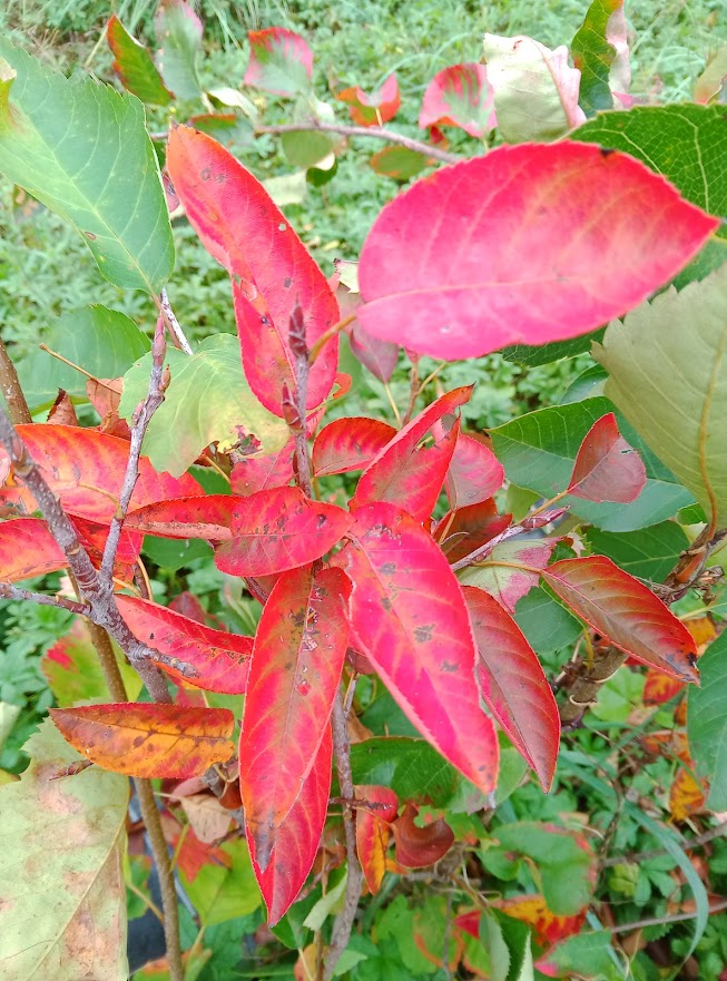 Feuillage rouge Amélanchier