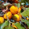 Kaki Muscat de Provence