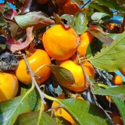 Plaqueminiers (kaki)