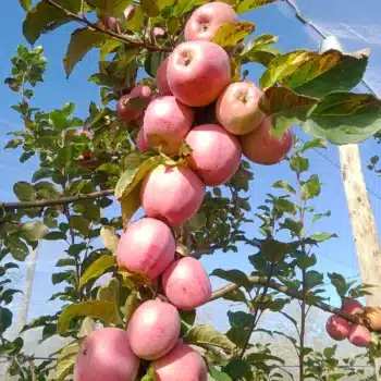 Grappe de pommes jolibois
