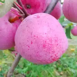 Pomme jolibois