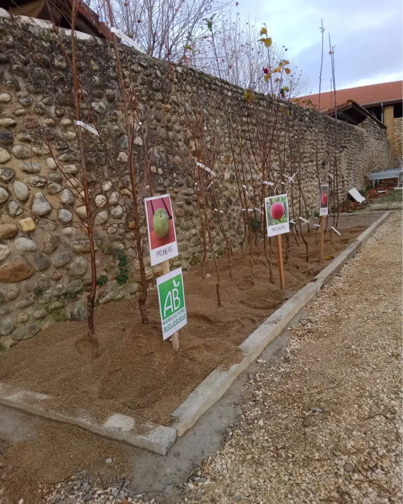 Arbres fruitiers en Jauge