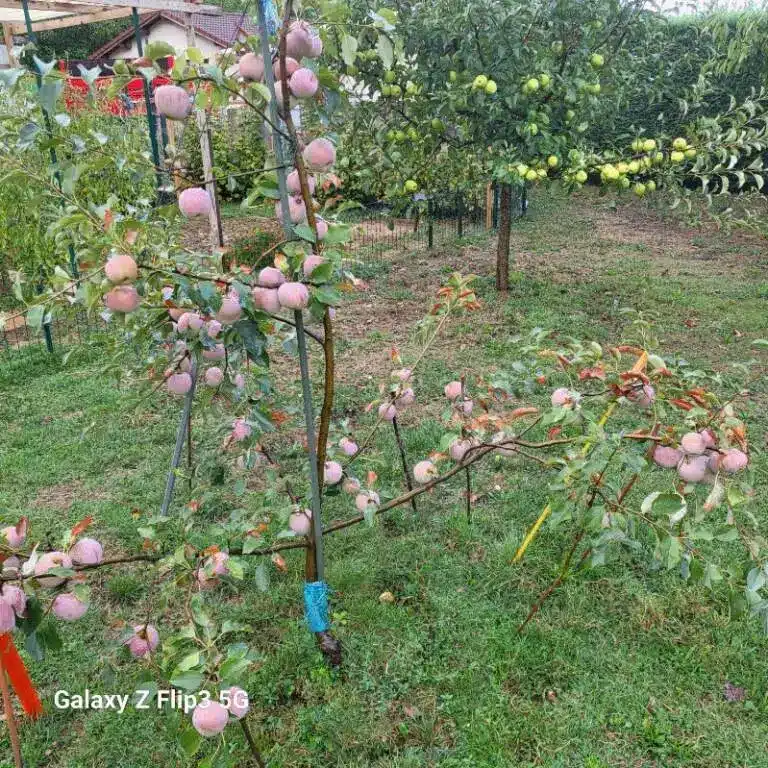 Pommier Querina chargé de fruits dès la 2e année