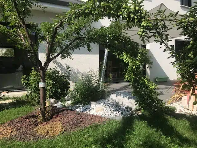 Prunier Helena chargé de Fruit