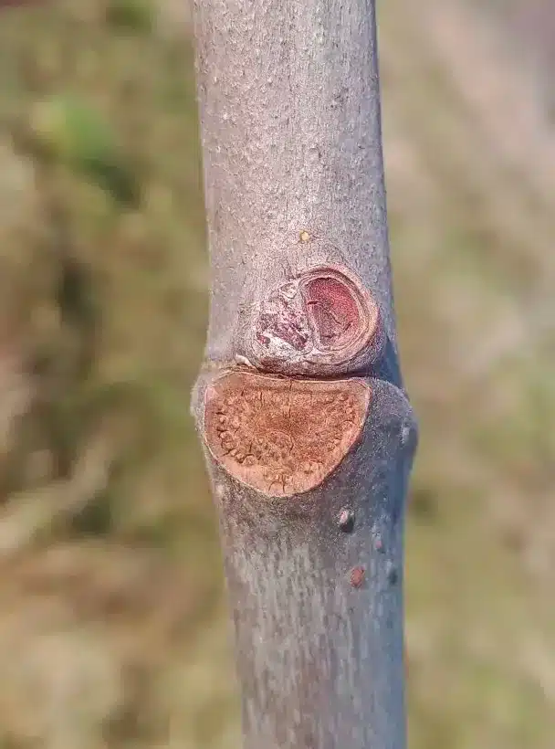 Bourgeons à bois de figuier