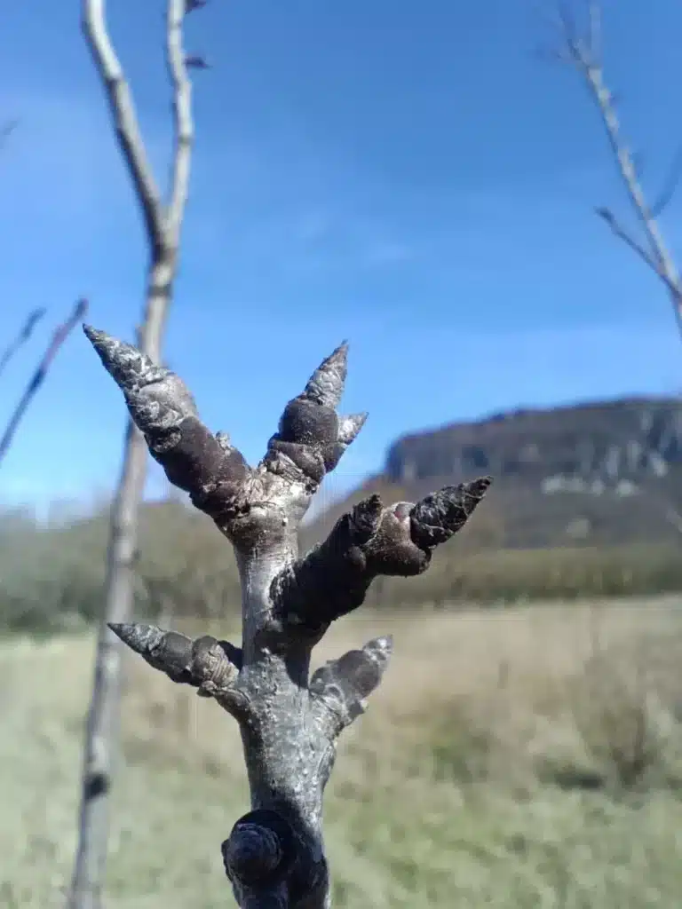 Bourgeons à bois du prunier