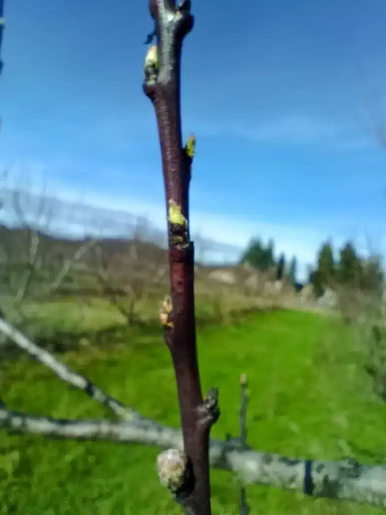 Bourgeon à bois du pêcher