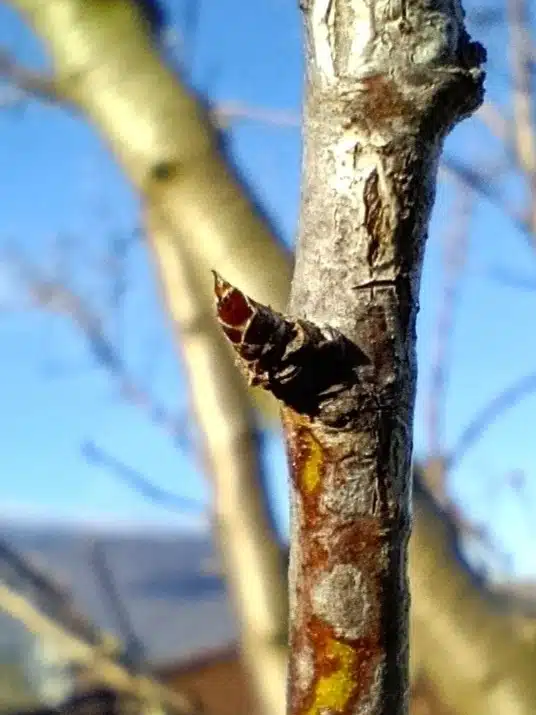 Bourgeon à bois d'amandier