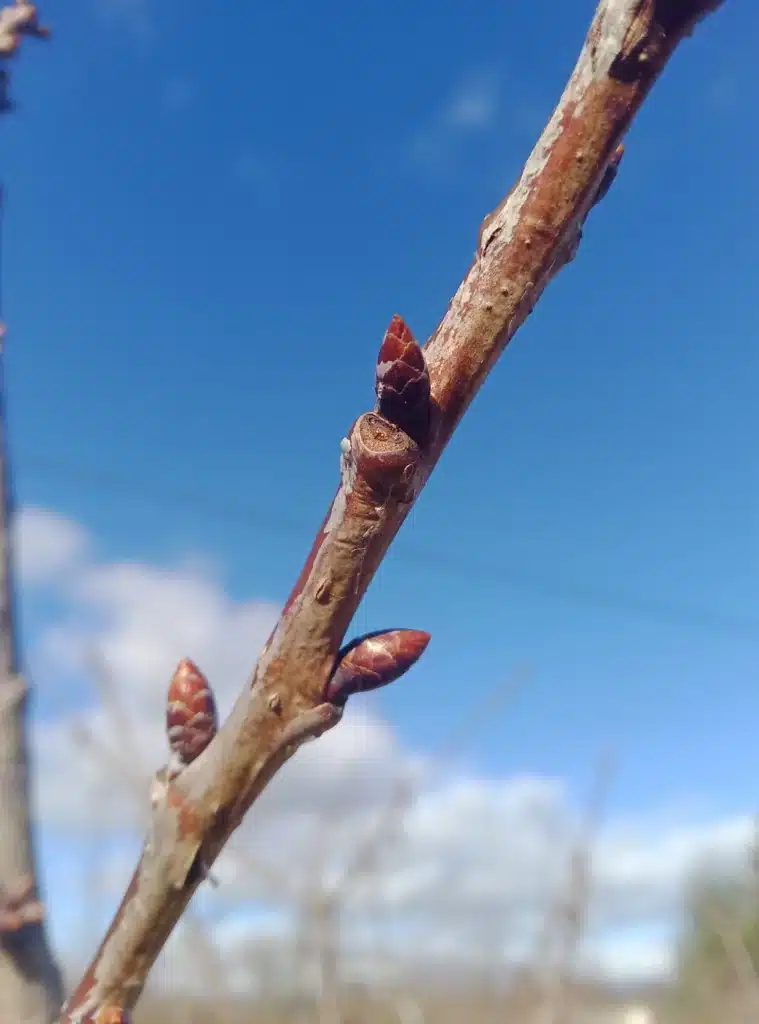 Bourgeon à bois du cerisier