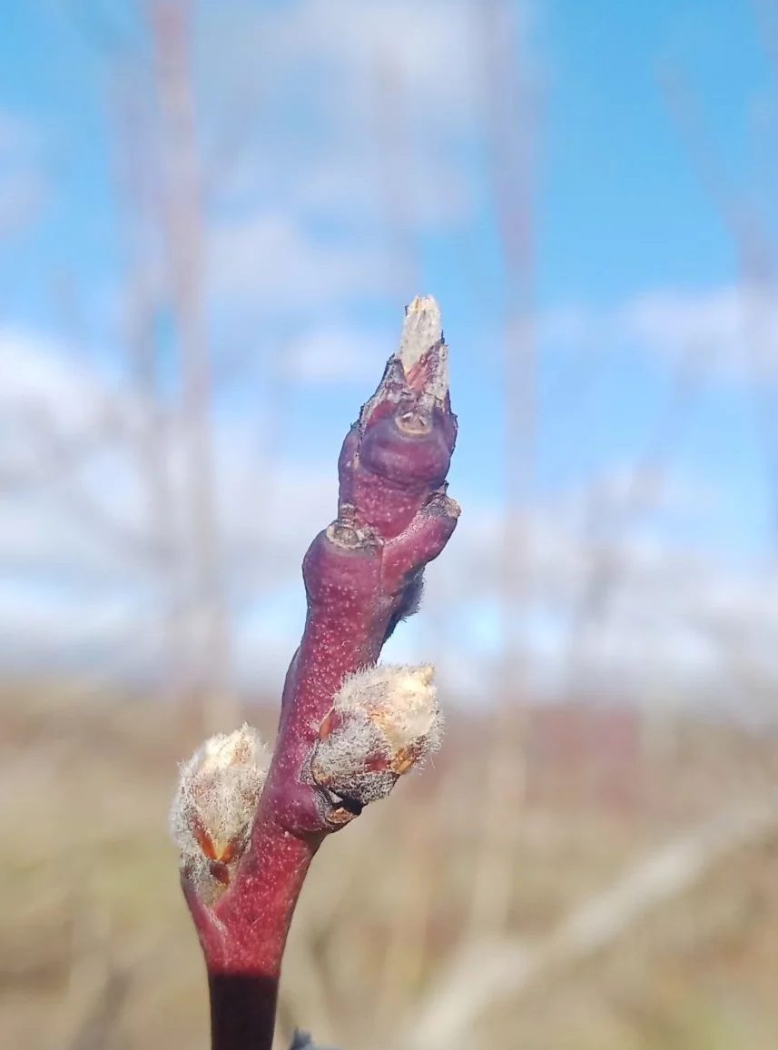 Bourgeons &agrave; bois cloque du p&ecirc;cher