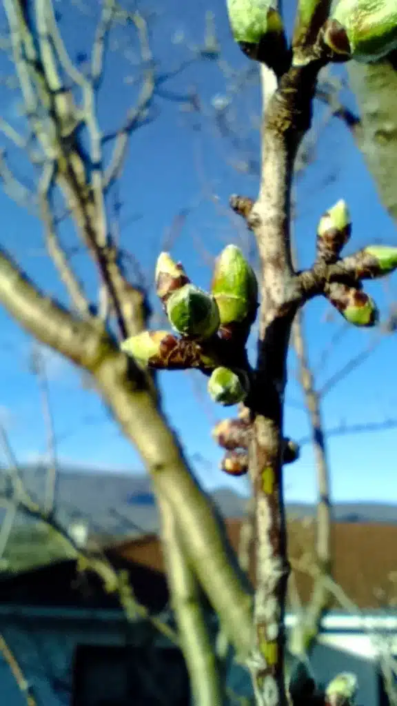 Bourgeon à fleur Amandier