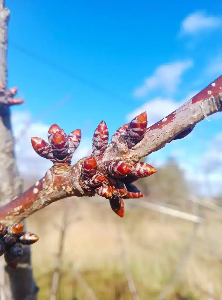 Bourgeons à fruit du cerisier