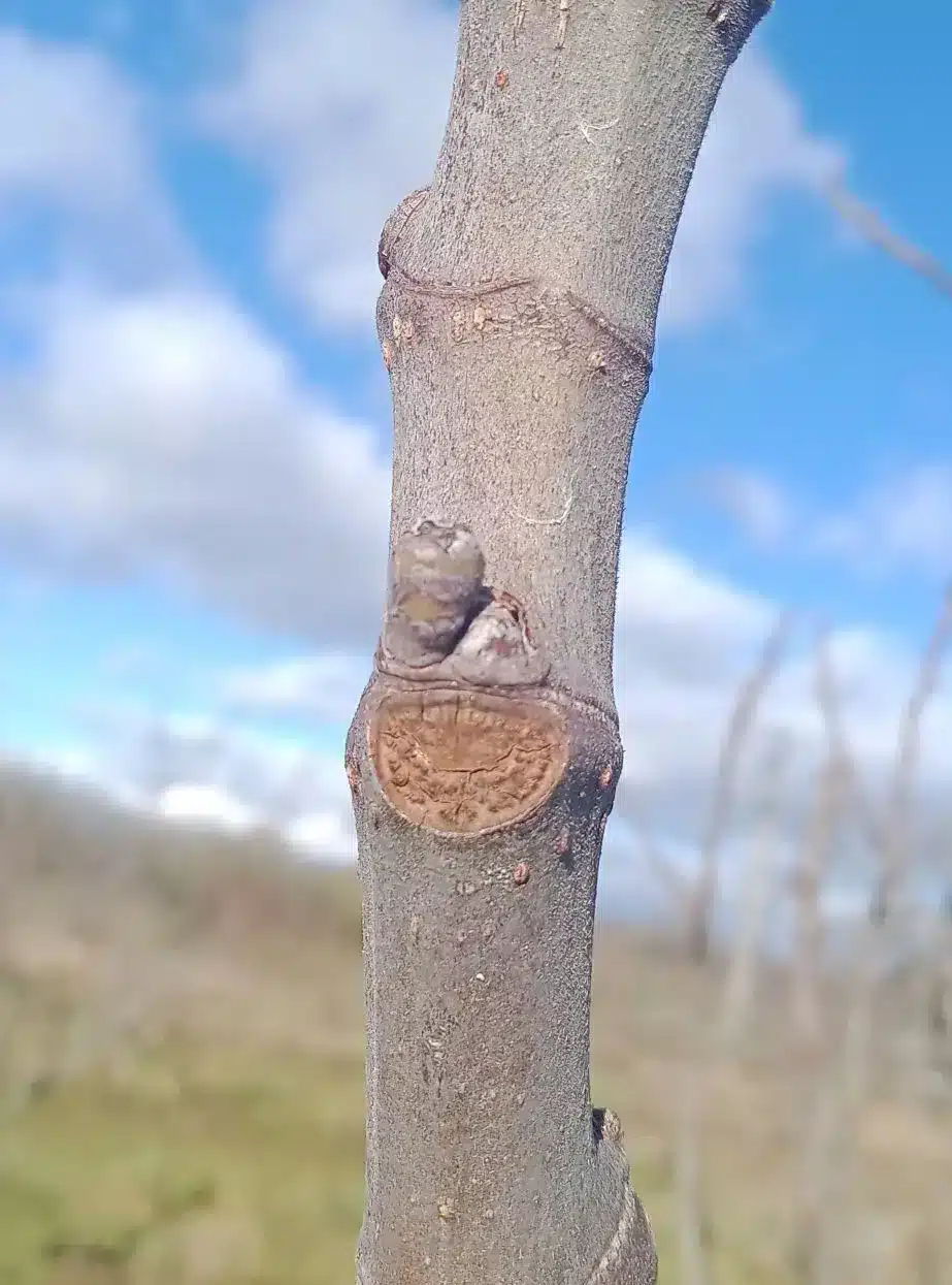 Bourgeons à fleur de figuier
